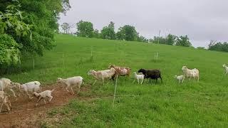 Baby lambs galore happily hopping along in sheep move