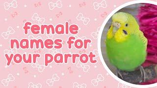  Female Names For Your Parrot 