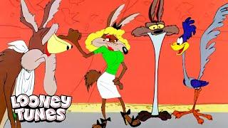 20 Minutes Of Wile E. Coyote Being A Hot Mess  Looney Tunes  @GenerationWB