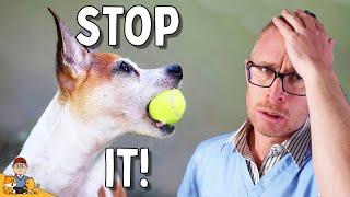 5 Mistakes I see Arthritic Dog Owners Make ALL THE TIME Veterinarian explains