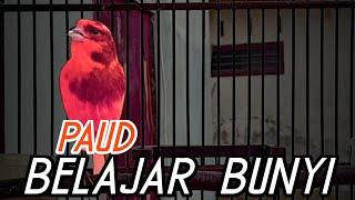 KENARI PAUD BELAJAR BUNYI SEDANG MENATA LAGU TEMBAKAN