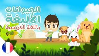 Learn Pet Animals Names in French  Pets for kids - Learn French with Zakaria