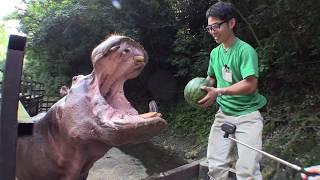 Hippo eat watermelon ASMR