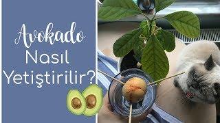 Avokado Bitkisi Nasıl Yetiştirilir?   Kendin Yap  DIY - İrem Yüncüler