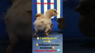 ÇOK TATLIDEVAMI KANALIMDA #civcivler#civciv#videoları#sesi#sesleri#cücük#cikcik#tavuk#horoz#video