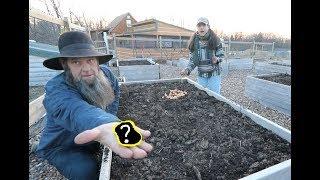 Amish secret to growing HUGE onions It starts now..