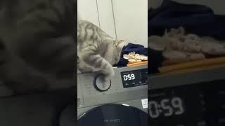 Thats why my laundry takes so long  #funny #viral #cat #cats #fyp