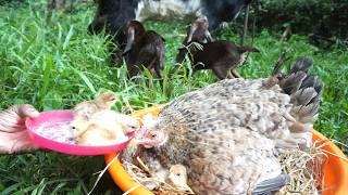 One Hour Old chicks & Baby Goats Behaviors in My Farm