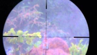 Weihrauch HW100 45mm Shooting at 130 Meters