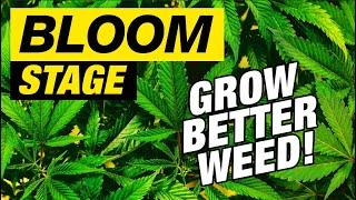 GROWING CANNABIS - THE FLOWERING STAGE