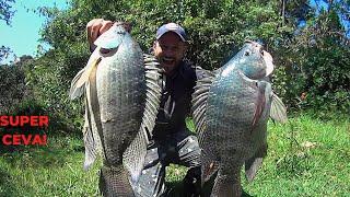 TILÁPIAS GIGANTES nessa SUPER CEVA não PARAM de COMER só TILÁPIA SELVAGEM