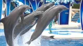 The Complete  SeaWorld Blue Horizons Dolphin Show