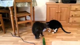 Реакция кошек на огурцы
