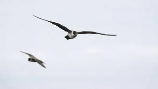 Westport Seabirds Pelagic August 21 2021