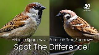 Another Introduced Sparrow to Watch Out For Eurasian Tree Sparrow  vs. House Sparrow