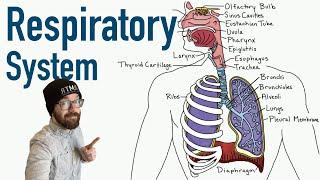 Respiratory System  Structure and Function