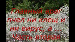 Главный враг пчёл ни клещ и ни вирус а .. Часть вторая