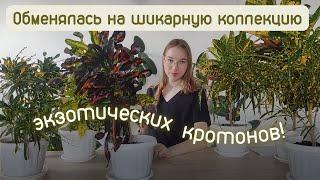 Кротоны обзор девяти сортов и гибриды  Кодиеум