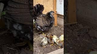 Bavarian bantam motherhen with chicks - Glucke +Küken Hühnerrasse Bayerische Landzwerge #motherhen