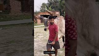 Biggest kankrej OX of India #kankarej #kankrej #kankraj #shorts #viral #trending #angrybull