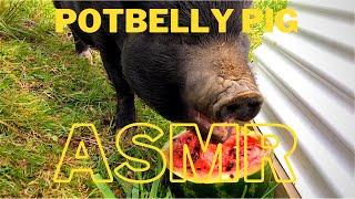 Pet PIG eats a Watermelon ASMR  chewing  lip smacking sounds