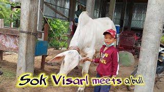 Sok Visarl meets a bull