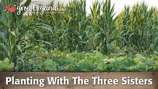 Planting Corn Squash and Beans Using The Three Sisters Method