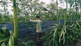 Mencari daun randu buat pakan ternak