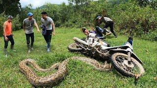 5 Brave Hunters Tracked Down The Giant Snake That Attacked The People  Snake King