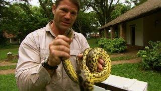 Eye to eye with a yellow anaconda  Deadly 60  Series 2  BBC