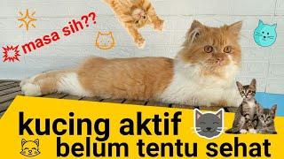 Perhatikan Hal Ini. Kucing Yang Aktif Dan Normal Bukan Berarti Kucing Yang Sehat. WAJIB TAU..