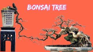 40 tác phẩm bonsai đẹp nhất thế giới #thegioibonsai #thuvienbonsai #thegioibonsai