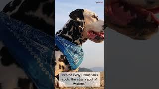 Unleash the Cuteness 5 Pawsitively Adorable Dalmatian Dog Quotes