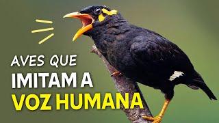 AVES que IMITAM A VOZ HUMANA Os pássaros falantes mais incríveis