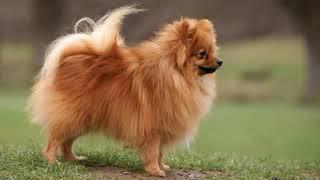 German Spitz Klein - small dog breed