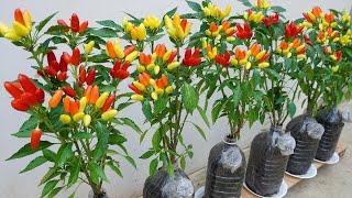 Make use of plastic bottles to grow beautiful colorful peppers without a large garden