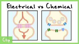 Electrical vs Chemical Synapse Explained Gap Junctions  Clip