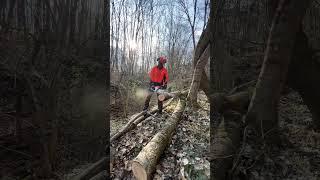 Cutting dry wood with Stihl Msa 300 in the forest. #stihl #stihlpower #shorts
