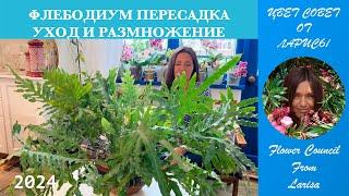 ФЛЕБОДИУМ ПЕРЕСАДКА  УХОД И РАЗМНОЖЕНИЕ