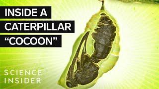 What’s Inside A Caterpillar Cocoon?