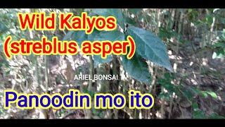 HOW TO HUNT STREBLUS ASPER Paano mag hunt