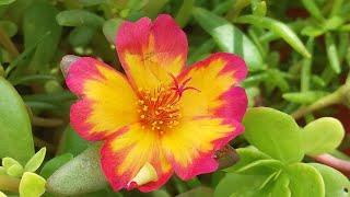 How to Hand pollinate portulaca to get new color ksorganics