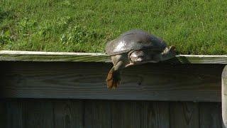 The high-diving turtle returns at THE PLAYERS Championship