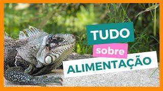 COMO cuidar de UMA IGUANA de ESTIMAÇÃO  AlimentaçãoHabitat Manejo....