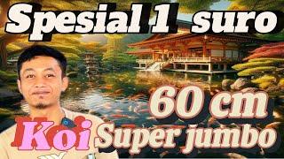 Geger‼️SPESIAL 1 SURO‼️REVIEW HARGA KOI SUPER JUMBO 60 CM‼️KOI KEDIRI