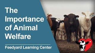 The Importance of Animal Welfare