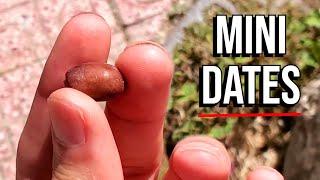 These Tiny Dates Are Growing in Algeria Phoenix Palm - Weird Fruit Explorer