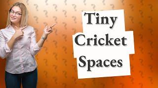 Do crickets need a lot of space?