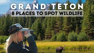 Top 8 Places to Spot Wildlife in Grand Teton National Park
