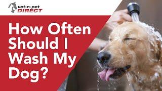 How Often Should I Wash My Dog?